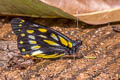 Dark JEzebel Delias berinda yedanula