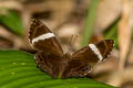 Dark Judy Spitosa fylla