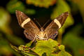 Dark Judy Spitosa fylla