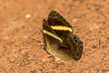 Dark Judy Spitosa fylla