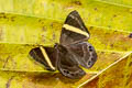 Dark Judy Spitosa fylla