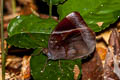 Dark Jungleglory Thaumantis klugius lucipor