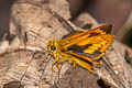 Dark Palm Dart Telicota bambusae bambusae