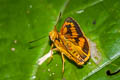 Dark Palm Dart Telicota bambusae bambusae