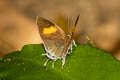 Dark Posy Drupadia theda renonga