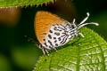 Dark Posy Drupadia theda thesmia