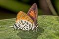 Dark Posy Drupadia theda thesmia