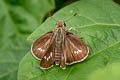 Dark Straight Swift Parnara apostata apostata