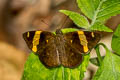 Dark Yellow-banded Flat Aurivittia aurivittata