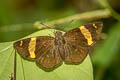 Dark Yellow-banded Flat Aurivittia aurivittata