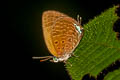 De Niceville's Dull Oakblue Arhopala agrata agrata