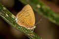 De Niceville's Dull Oakblue Arhopala agrata agrata