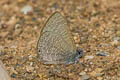 Dingy Lineblue Petrelaea dana dana