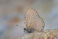 Dingy Lineblue Petrelaea dana
