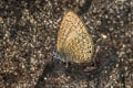 Dingy Lineblue Petrelaea dana dana