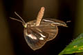 Divided Brownie Miletus ancon siamensis