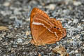 Double-banded Plum Judy Abisara bifasciata angulata (Two-band Plum Judy)