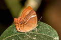 Double-banded Plum Judy Abisara bifasciata angulata (Two-band Plum Judy)