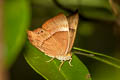 Double-banded Plum Judy Abisara bifasciata angulata (Two-band Plum Judy)