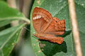 Double-banded Plum Judy Abisara bifasciata angulata (Two-band Plum Judy)