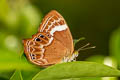 Double-banded Plum Judy Abisara bifasciata angulata (Two-band Plum Judy)