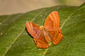 Double-banded Plum Judy Abisara bifasciata angulata (Two-band Plum Judy)