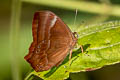 Double-banded Plum Judy Abisara bifasciata angulata (Two-band Plum Judy)