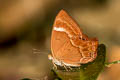 Double-banded Plum Judy Abisara bifasciata angulata (Two-band Plum Judy)