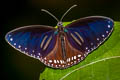 Double-branded Blue Crow Euploea sylvester harrisii