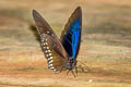 Double-branded Blue Crow Euploea sylvester harrisii