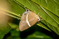 Double-tufed Royal Dacalana penicilligera (Assam Tufted Royal)