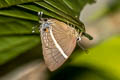 Double-tufed Royal Dacalana penicilligera (Assam Tufted Royal)