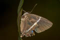 Double-tufed Royal Dacalana penicilligera (Assam Tufted Royal)