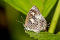 Dusky Bushblue Arhopala paraganesa zephyretta