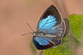 Dusky Bushblue Arhopala paraganesa zephyretta