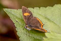 Dusky Sapphire Heliophorus eventa