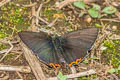 Dusky Sapphire Heliophorus eventa