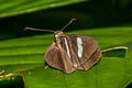 Dwarf Banded Demon Ancistroides pria (Small Banded Demon)