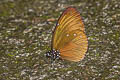 Dwarf Crow Euploea tulliolus ledereri