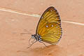 Dwarf Crow Euploea tulliolus ledereri