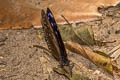 Dwarf Crow Euploea tulliolus dehaani