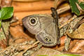 Eastern Fivering Ypthima similis