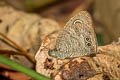 Eastern Fivering Ypthima similis