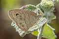 Eastern Fivering Ypthima similis