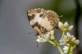 Elbowed Pierrot Caleta elna noliteia