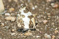 Elbowed Pierrot Caleta elna noliteia