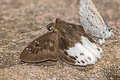 Evans's Snow Flat Tagiades cohaerens cynthia (White-striped Snow Flat)