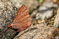 Evans's Silverline Spindasis evansi ayuthia