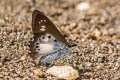 Evans's White Flat Seseria strigata (Ringed White Flat)