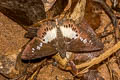 Evans's White Flat Seseria strigata (Ringed White Flat)